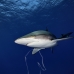 shark_silky_far_jar_v_0447_cub5522.jpg